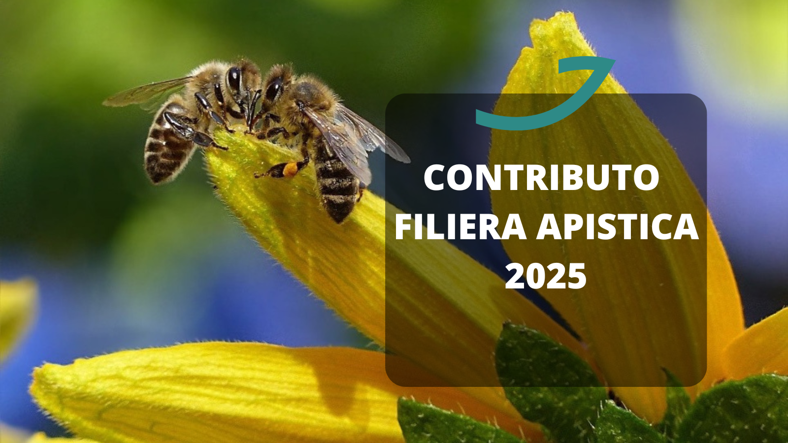 filiera apistica