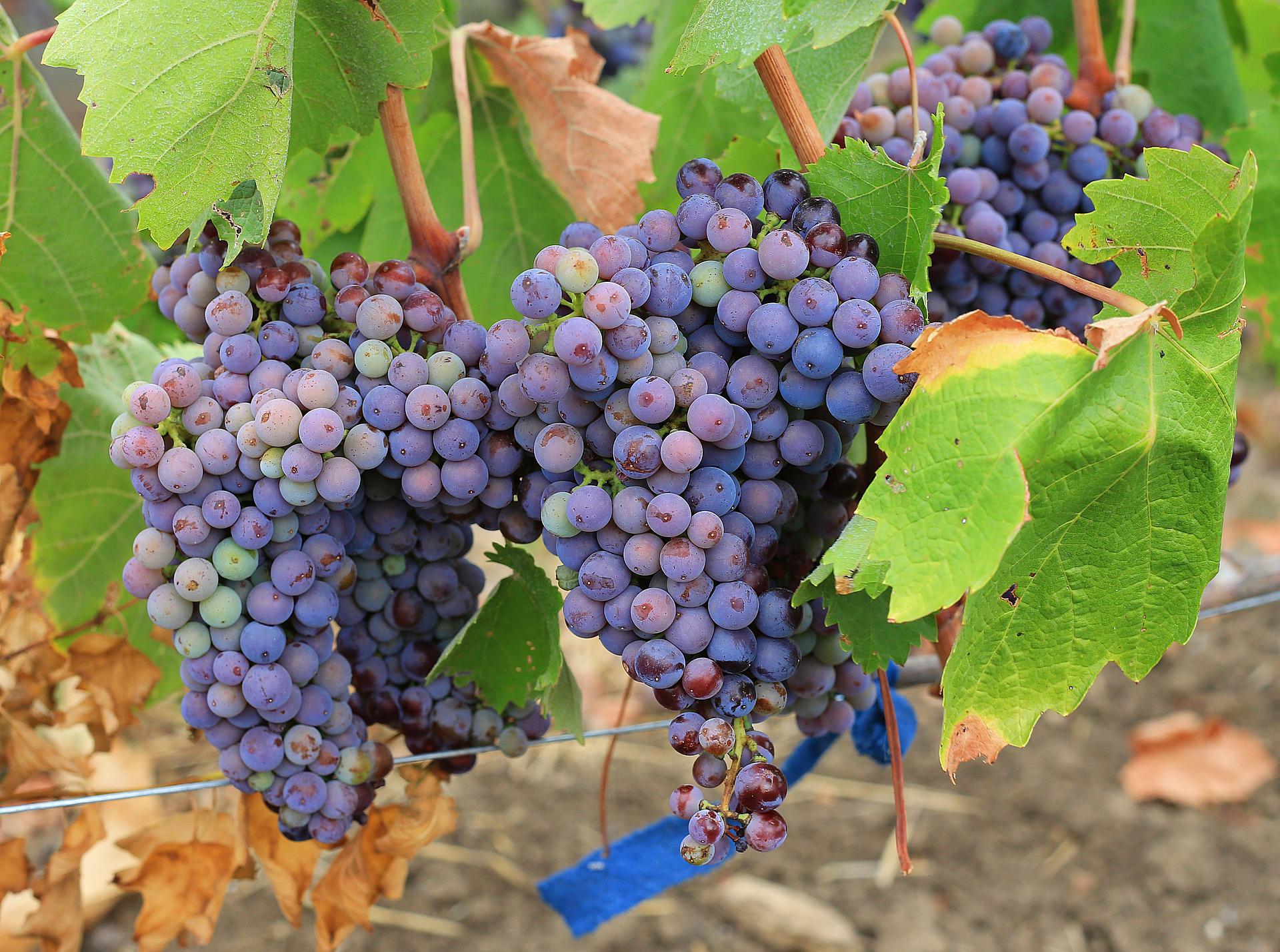 vendemmia 2023 pinot grigio doc delle venezie